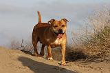 STAFFIE 312
